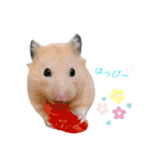 キンクマハムスターのおみそくん②（個別スタンプ：15）