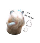 キンクマハムスターのおみそくん②（個別スタンプ：22）