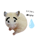 キンクマハムスターのおみそくん②（個別スタンプ：23）