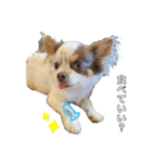 犬戦士ぶんぶん3（個別スタンプ：3）