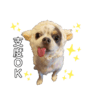 犬戦士ぶんぶん3（個別スタンプ：5）