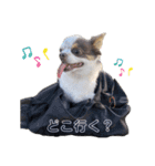犬戦士ぶんぶん3（個別スタンプ：6）