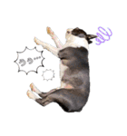 犬戦士ぶんぶん3（個別スタンプ：10）