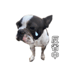 犬戦士ぶんぶん3（個別スタンプ：15）