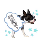 犬戦士ぶんぶん3（個別スタンプ：16）