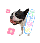 犬戦士ぶんぶん3（個別スタンプ：17）