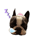 犬戦士ぶんぶん3（個別スタンプ：23）