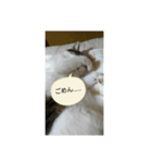 nekoの話（個別スタンプ：3）
