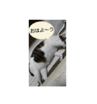 nekoの話（個別スタンプ：5）