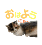ネコの日常だにゃん（個別スタンプ：1）