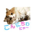 ネコの日常だにゃん（個別スタンプ：2）