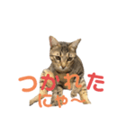 ネコの日常だにゃん（個別スタンプ：6）