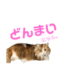ネコの日常だにゃん（個別スタンプ：11）