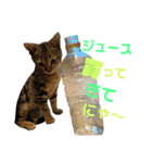 ネコの日常だにゃん（個別スタンプ：16）