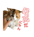ネコの日常だにゃん（個別スタンプ：19）