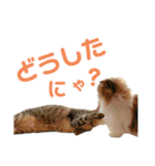 ネコの日常だにゃん（個別スタンプ：22）