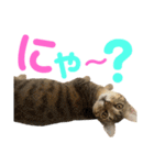 ネコの日常だにゃん（個別スタンプ：24）