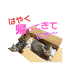 ネコの日常だにゃん（個別スタンプ：25）