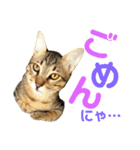 ネコの日常だにゃん（個別スタンプ：27）