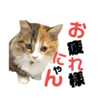 ネコの日常だにゃん（個別スタンプ：28）