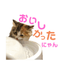 ネコの日常だにゃん（個別スタンプ：30）