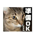 ネコの日常だにゃん（個別スタンプ：36）