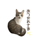 保護猫すずちゃんのスタンプ（個別スタンプ：4）
