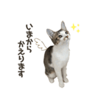 保護猫すずちゃんのスタンプ（個別スタンプ：5）