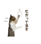 保護猫すずちゃんのスタンプ（個別スタンプ：6）