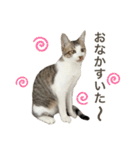 保護猫すずちゃんのスタンプ（個別スタンプ：8）