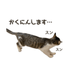 保護猫すずちゃんのスタンプ（個別スタンプ：9）