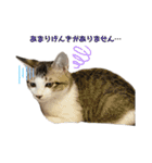 保護猫すずちゃんのスタンプ（個別スタンプ：10）