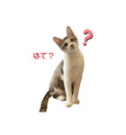 保護猫すずちゃんのスタンプ（個別スタンプ：13）