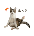 保護猫すずちゃんのスタンプ（個別スタンプ：14）
