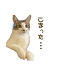 保護猫すずちゃんのスタンプ（個別スタンプ：15）