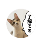 保護猫すずちゃんのスタンプ（個別スタンプ：16）