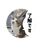 保護猫すずちゃんのスタンプ（個別スタンプ：17）