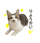 保護猫すずちゃんのスタンプ（個別スタンプ：18）