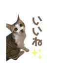 保護猫すずちゃんのスタンプ（個別スタンプ：20）
