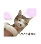 保護猫すずちゃんのスタンプ（個別スタンプ：21）