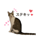 保護猫すずちゃんのスタンプ（個別スタンプ：22）