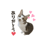 保護猫すずちゃんのスタンプ（個別スタンプ：23）
