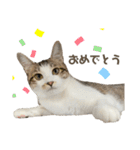 保護猫すずちゃんのスタンプ（個別スタンプ：24）