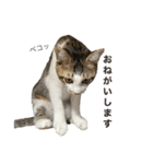 保護猫すずちゃんのスタンプ（個別スタンプ：26）