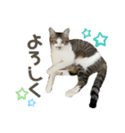 保護猫すずちゃんのスタンプ（個別スタンプ：27）