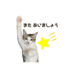 保護猫すずちゃんのスタンプ（個別スタンプ：28）