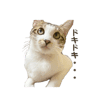 保護猫すずちゃんのスタンプ（個別スタンプ：30）