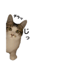 保護猫すずちゃんのスタンプ（個別スタンプ：31）
