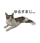 保護猫すずちゃんのスタンプ（個別スタンプ：35）