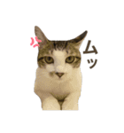 保護猫すずちゃんのスタンプ（個別スタンプ：36）